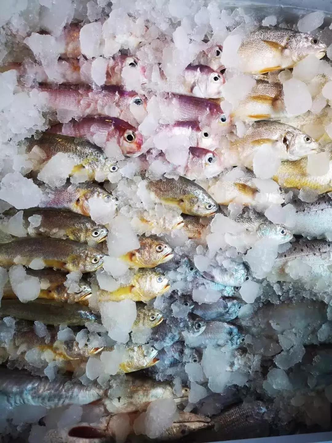 小夫妻卖掉老家房子,小夫妻卖掉房子去内蒙古