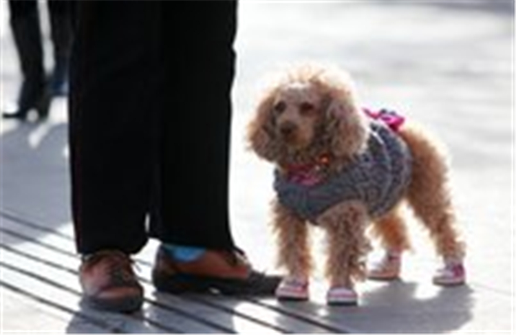 小狗狗穿鞋子好还是不好,狗狗需要穿尿不湿吗