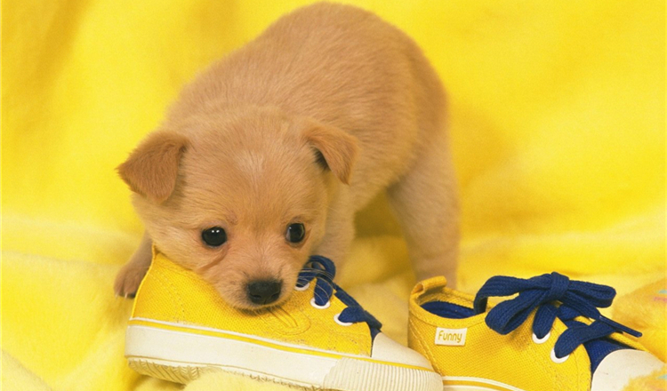 小狗狗穿鞋子好还是不好,狗狗需要穿尿不湿吗