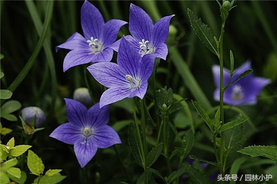 10种超美的紫红色花,十种最漂亮的深紫色花