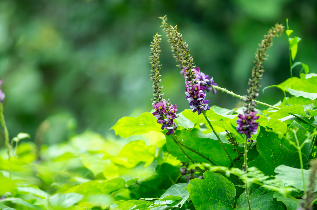 笠翁对韵中的精美词句,笠翁对韵的国学心得