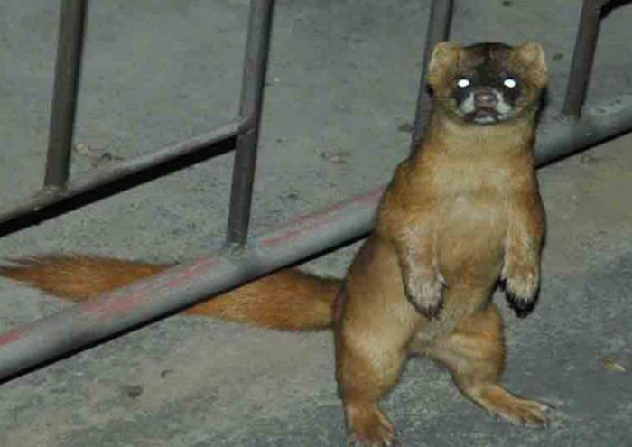 鸡最怕的克星是老鼠,鸡最怕什么动物