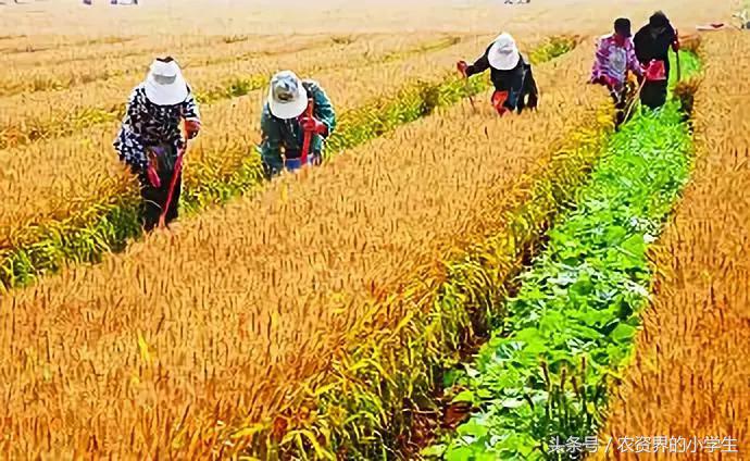 间作复种和套种有哪些好处,种了一辈子的地