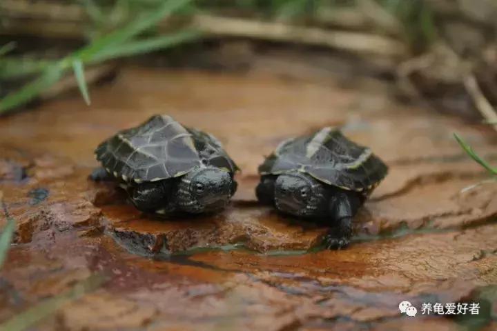 龟突然死亡是怎么回事,龟突然死了