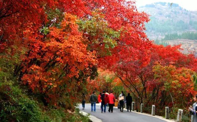 济南红叶谷在济南什么位置,山东济南红叶谷秋色