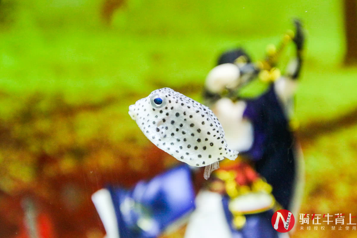 浙江性价比最高的海洋馆,高德免费预约台州海洋馆门票