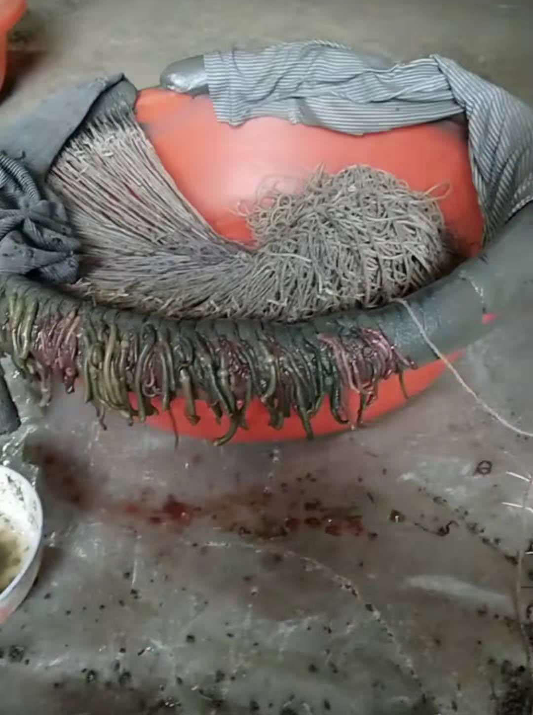 诱捕甲鱼的方法,诱捕野生甲鱼的最快方法视频