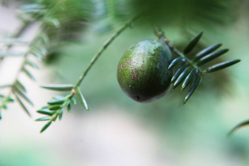 中草药榧子产自于哪里,木榧与香榧的区别