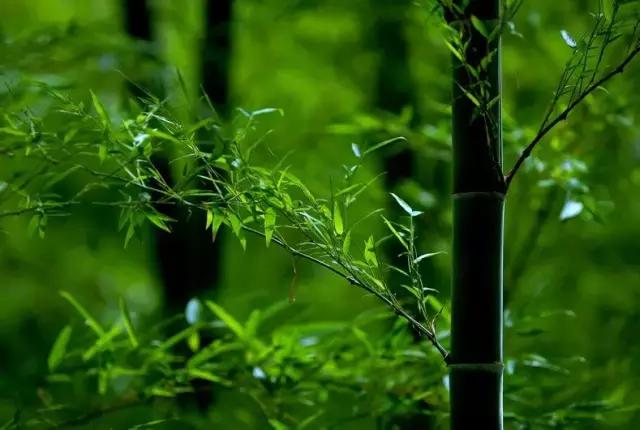 君子三愆三戒三变九思分析,君子三愆三戒三畏九思感悟