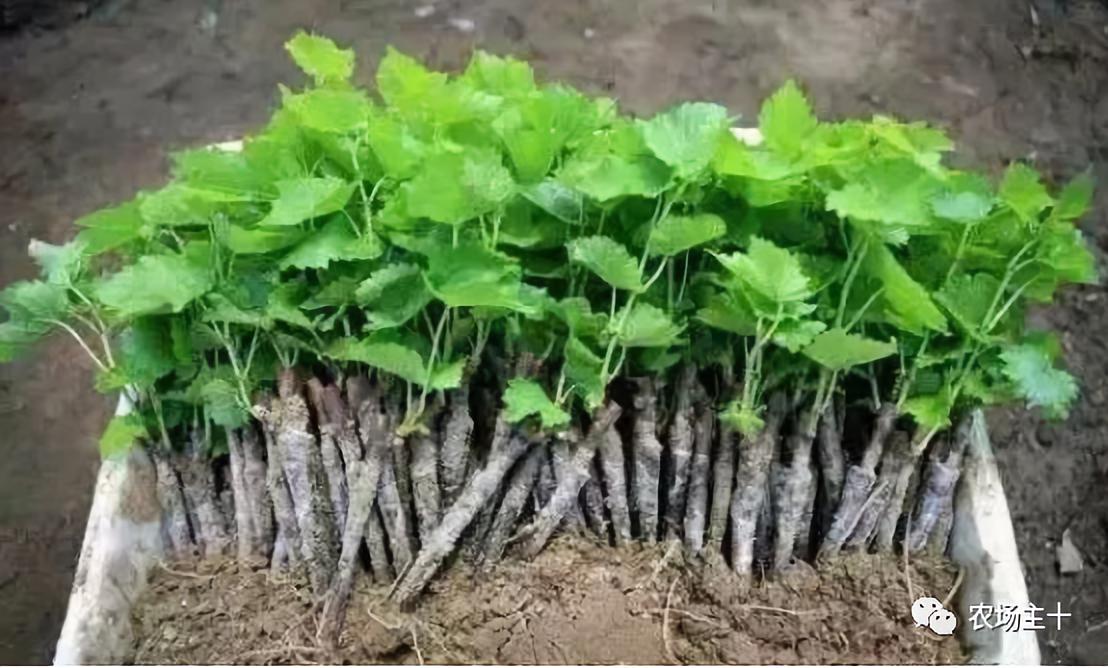 他用一块地做火2个产业，在冰葡萄田里把黑豆卖出4000万