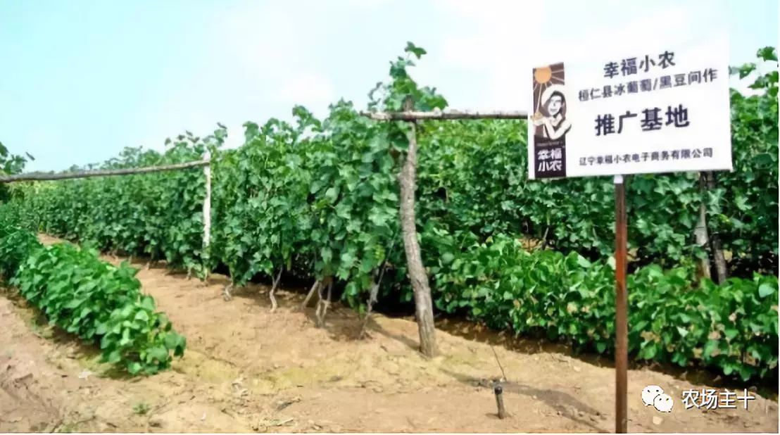 他用一块地做火2个产业，在冰葡萄田里把黑豆卖出4000万
