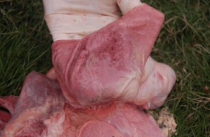 猪场仔猪突然无法站立,高烧不退,解刨图奉上希望大家指导一下!