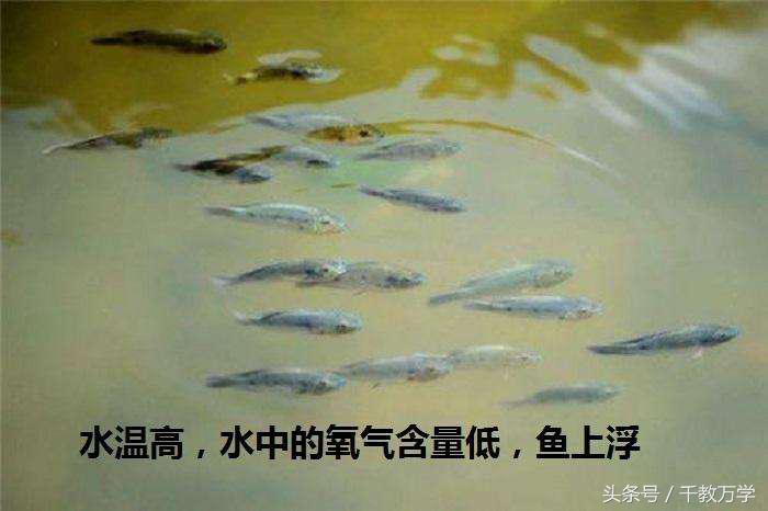 初三上册化学制取氧气化学式,初中化学氧气的制取与性质知识点