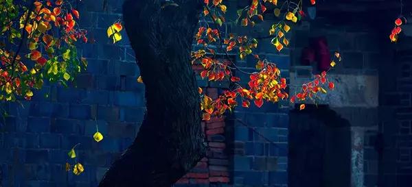 大悟,一个和婺源相媲美的地方,等了一整年的最红秋色终于来了!