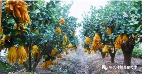 佛手栽培技术大全书籍,佛手栽培技术