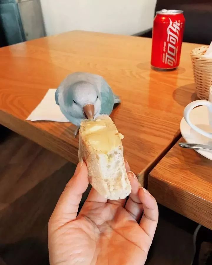 新手养的鹦鹉各优缺点,养鹦鹉少走30年弯路