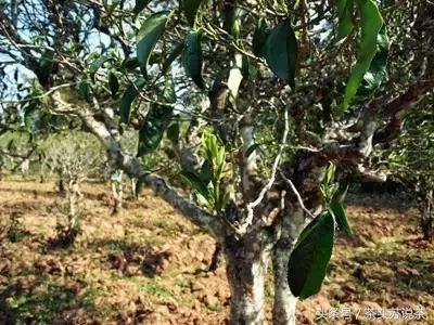 普洱山头茶价格排行,云南普洱最全30有名山头茶