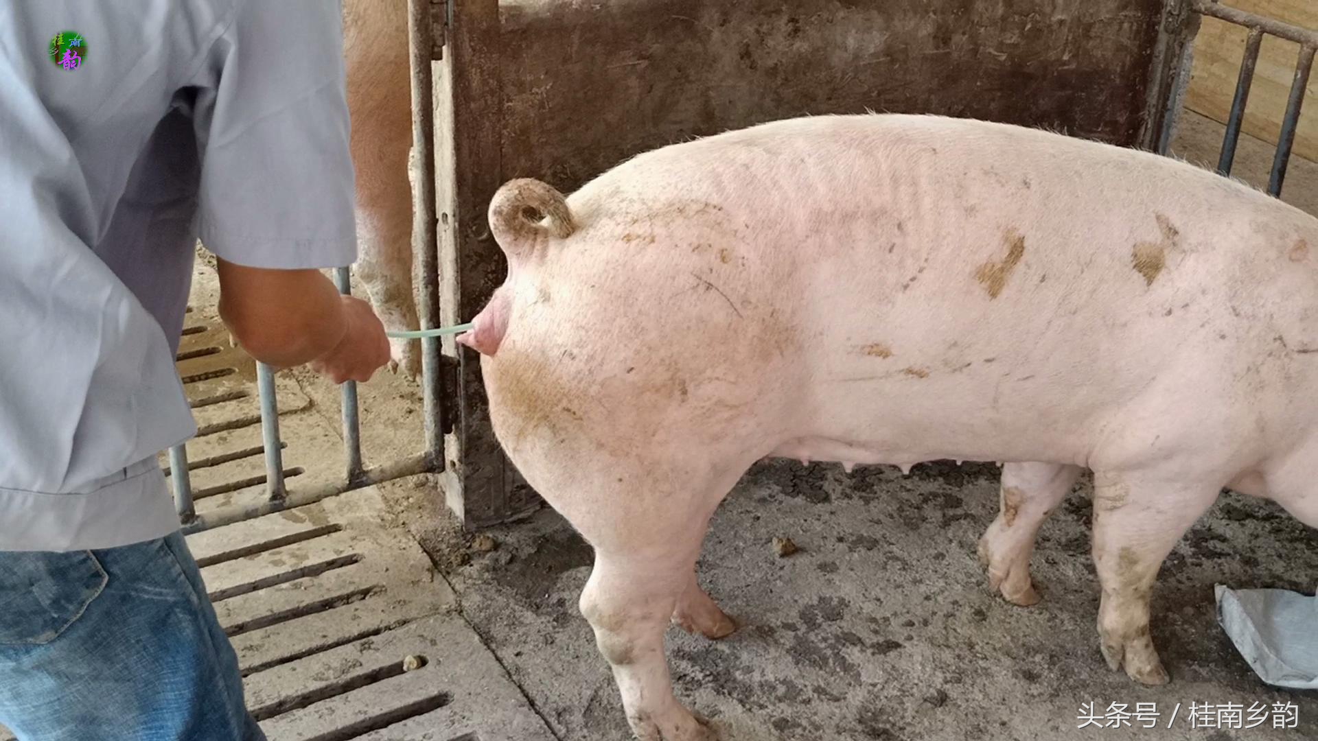 如何给母猪合理人工授精,怎么给母猪人工授精呢