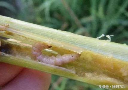 强虫特效杀虫药,防治青虫新药