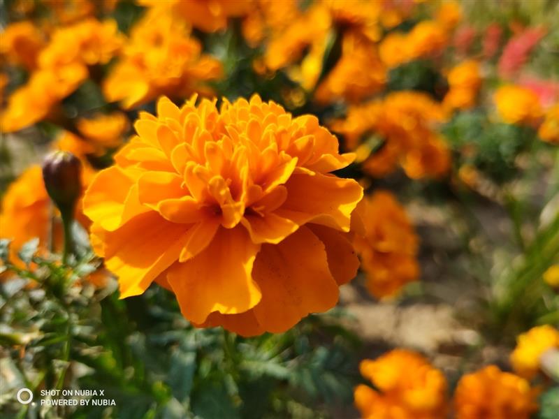 努比亚x的lcd是什么水准,努比亚最大屏手机