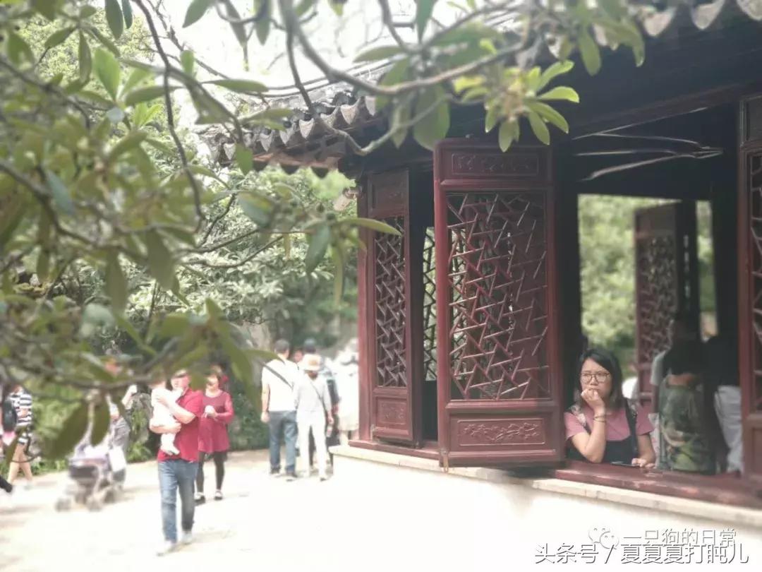 一只狗的旅游记,一只狗去洛阳旅游