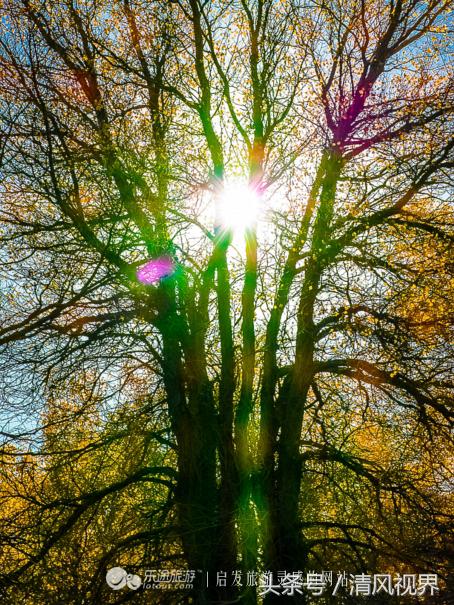 千年的等待纯音乐,金塔胡杨林美照