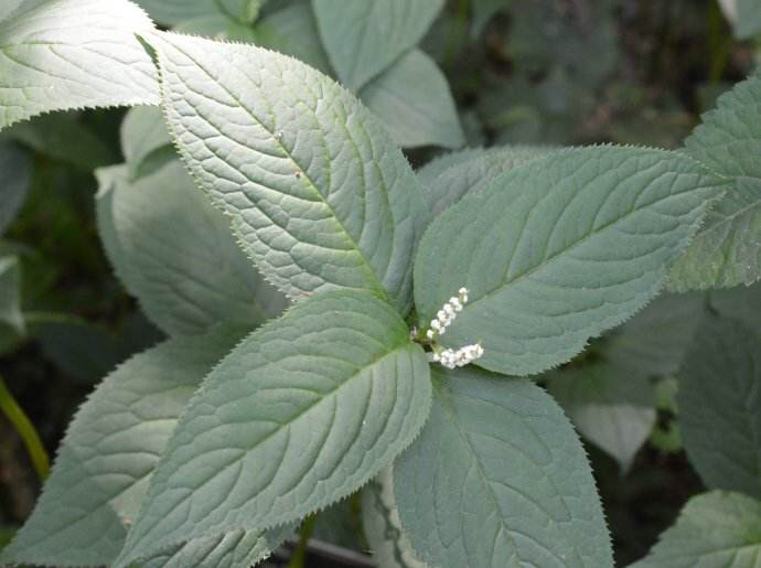 中药材药性及功效,及己药用功效