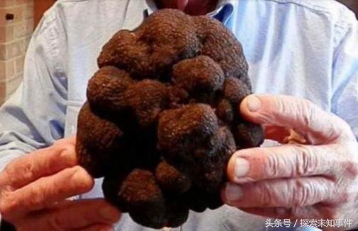 世界四大野生珍稀菌是哪四种,世界上第一大食用菌