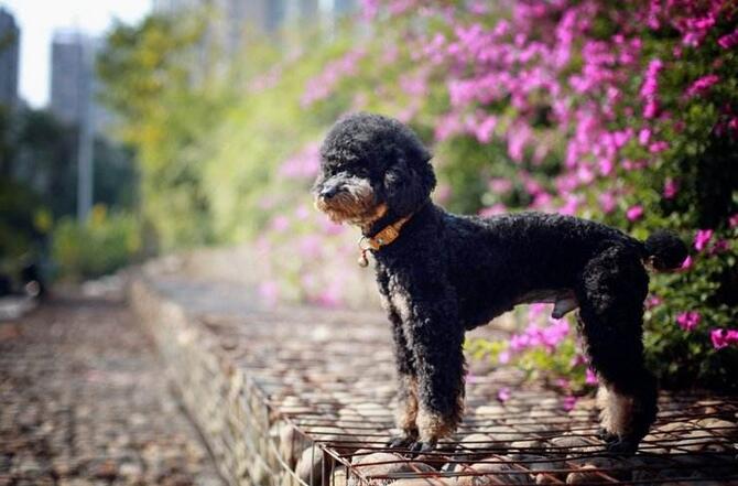 贵宾犬怎么饲养得好,饲养贵宾犬七大注意事项