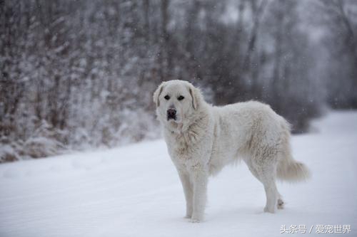 阳光帅气大白熊,最漂亮大白熊