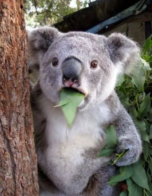 怒!名牌专坑中国游客?正品应该这样买!