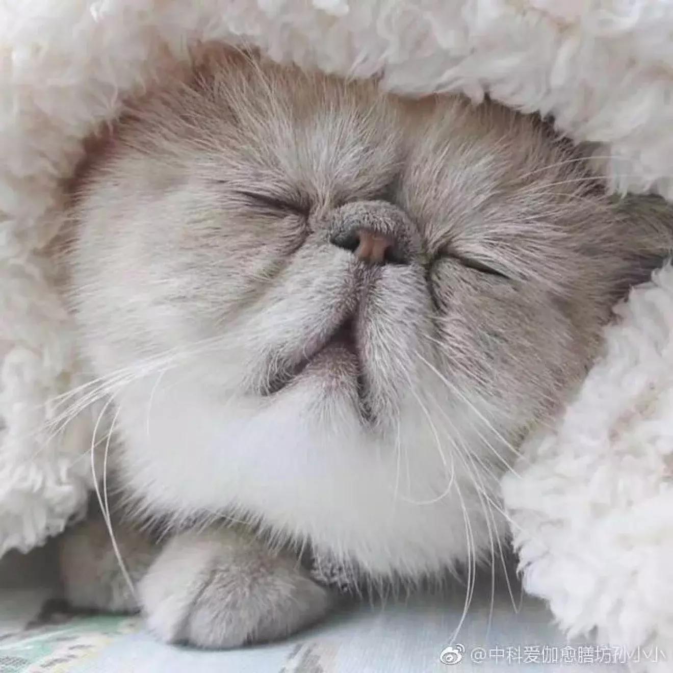 猫粮有关猫咪的健康可不能随便选 (猫咪生病吃哪种湿猫粮)