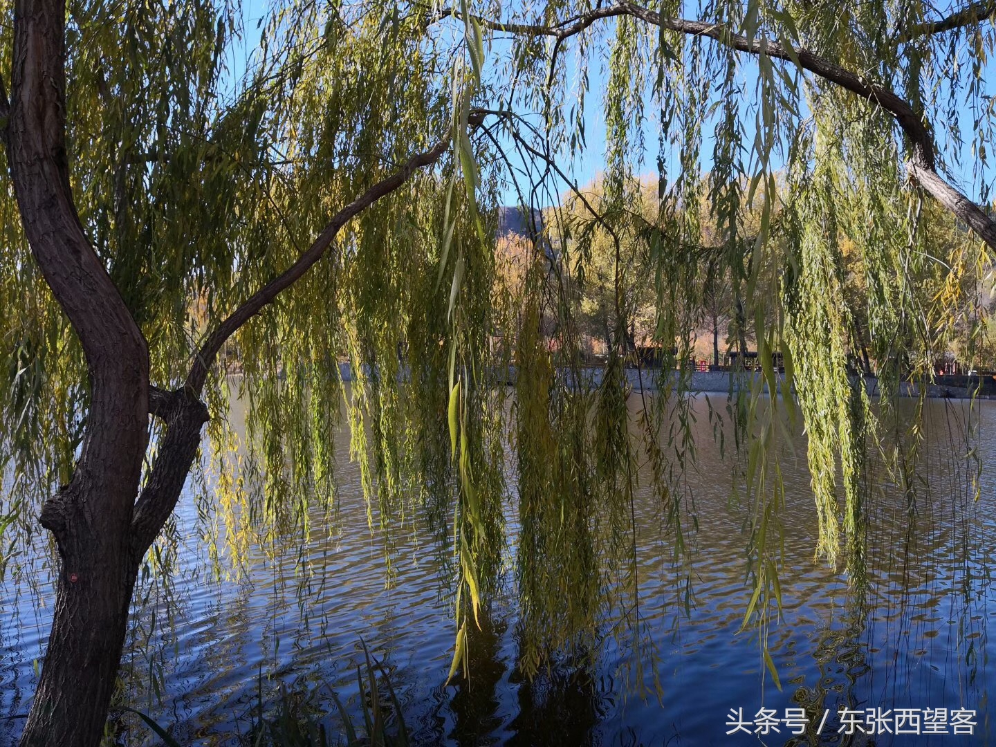 七绝碧水垂柳,垂柳诗句七绝