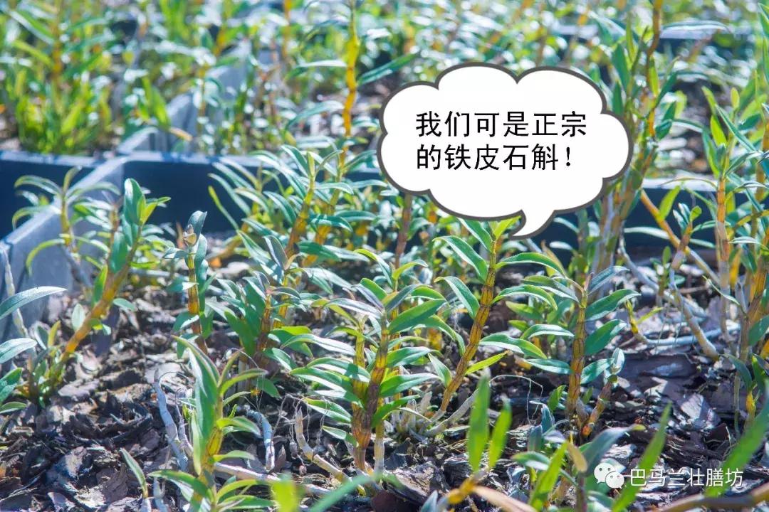 广西畅销的中药材,广西十大名贵药材排行榜