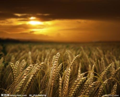 麦田里的守望者原创视频,麦田里的守望者创作的原声