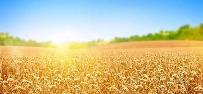 麦田里的守望者原创视频,麦田里的守望者创作的原声