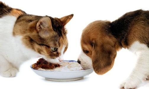 80元一斤猫粮,几十块钱十斤的猫粮对猫有危害吗