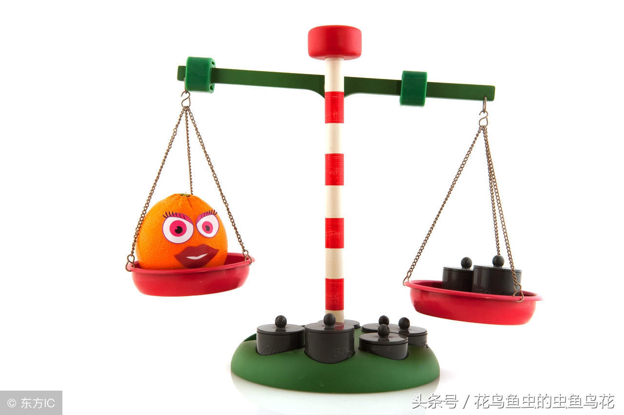 养金鱼硝化系统,关于养金鱼的经验和方法