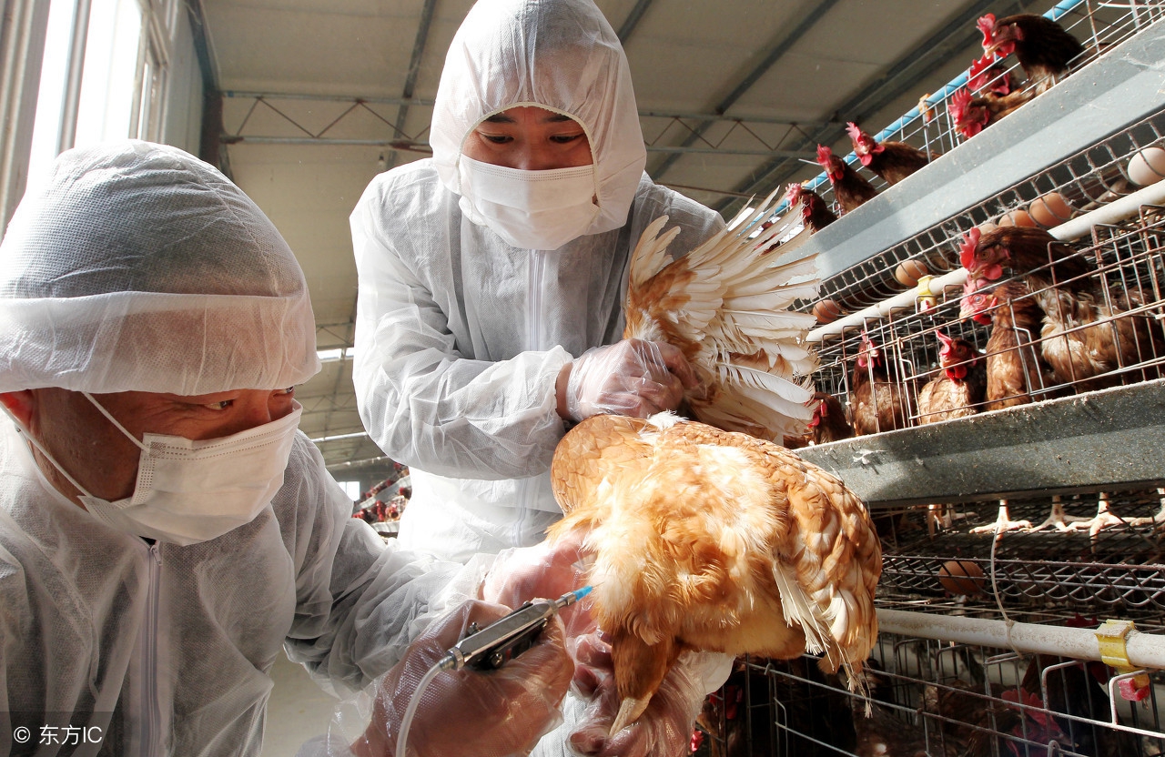 养殖场怎么预防禽流感,养鸡需要怎么预防疾病