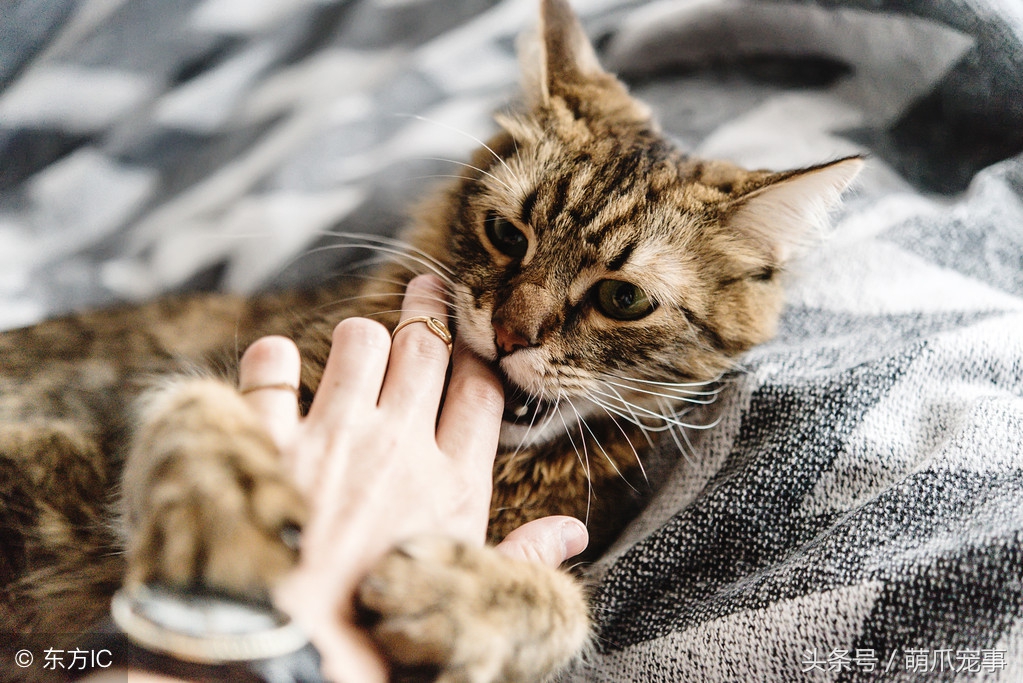 让铲屎官感到害怕的事,铲屎官头疼的猫