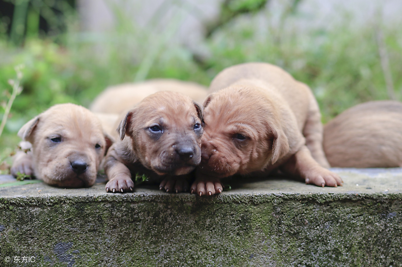 狗身上掉毛皮屑怎么办,狗身上掉毛皮肤还变黑咋回事
