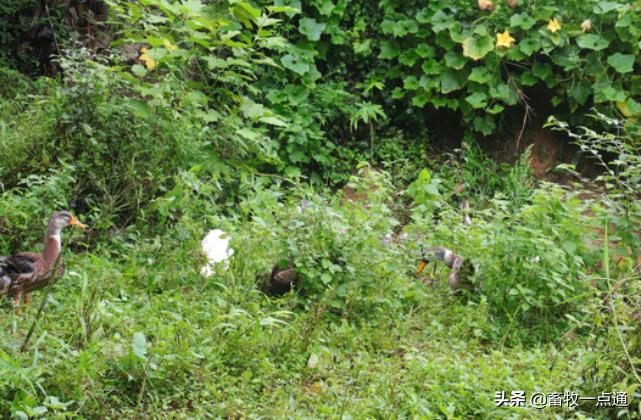 怎样检测公狗精子死活,鸭的人工授精是怎么操作