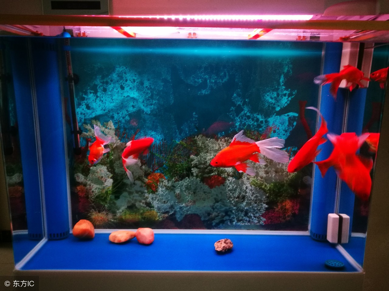 鱼缸净水剂使用方法,鱼缸使用净水剂多久能加硝化细菌