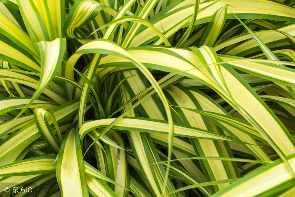 50种常见的球根花卉图片香雪兰,办公室常见花卉