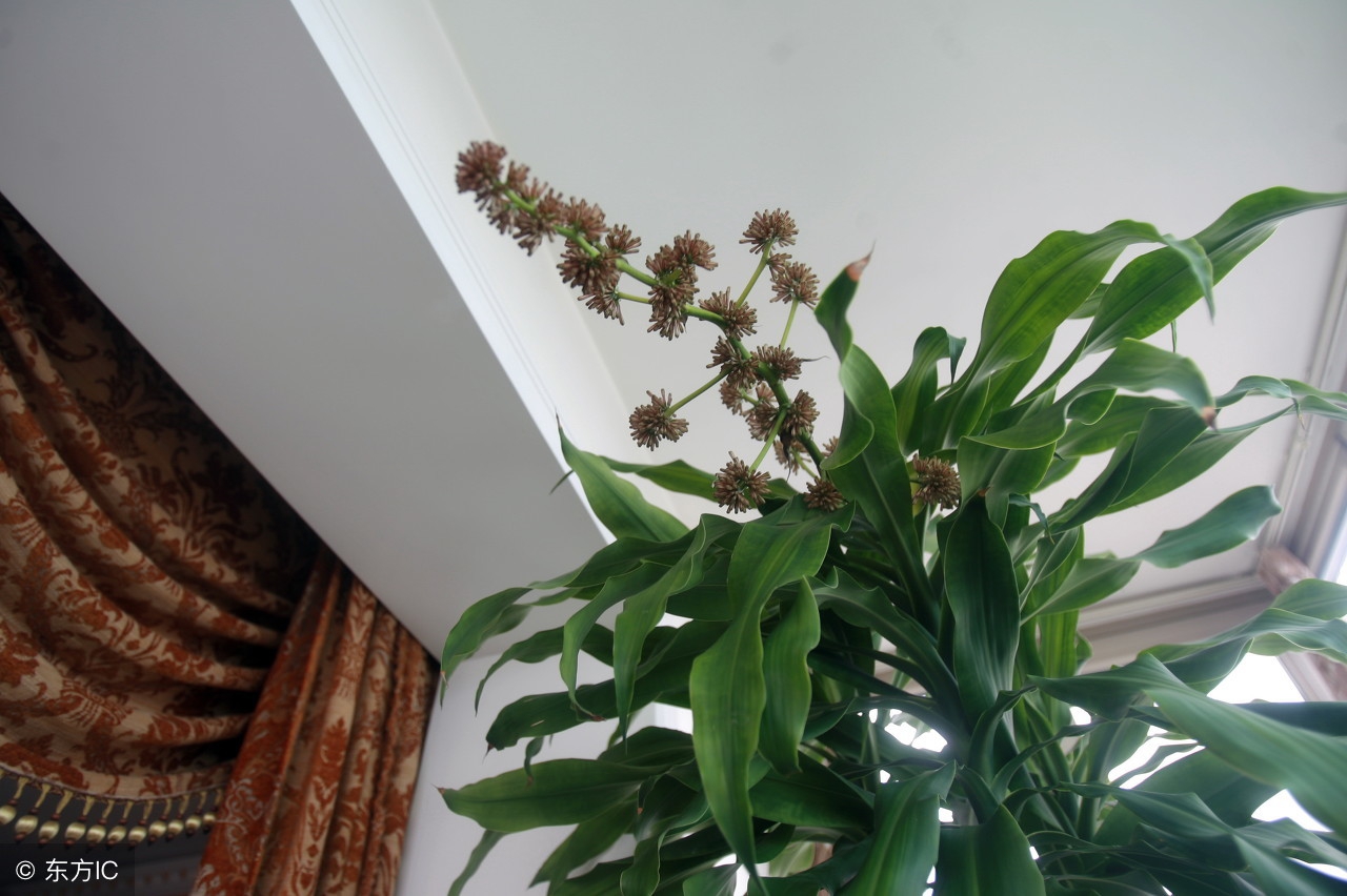 50种常见的球根花卉图片香雪兰,办公室常见花卉