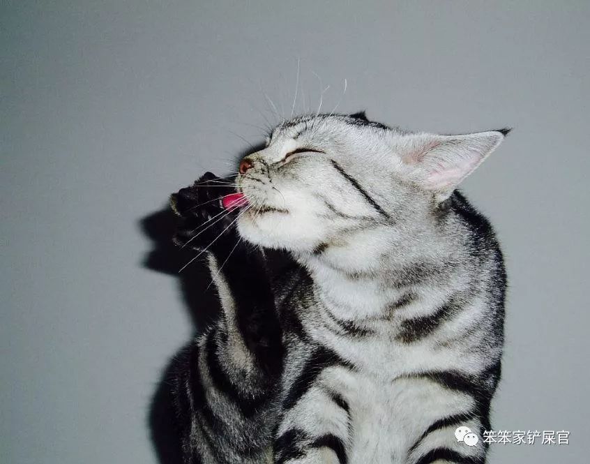 猫咪有没有细菌传染给小孩,猫咪病菌辟谣