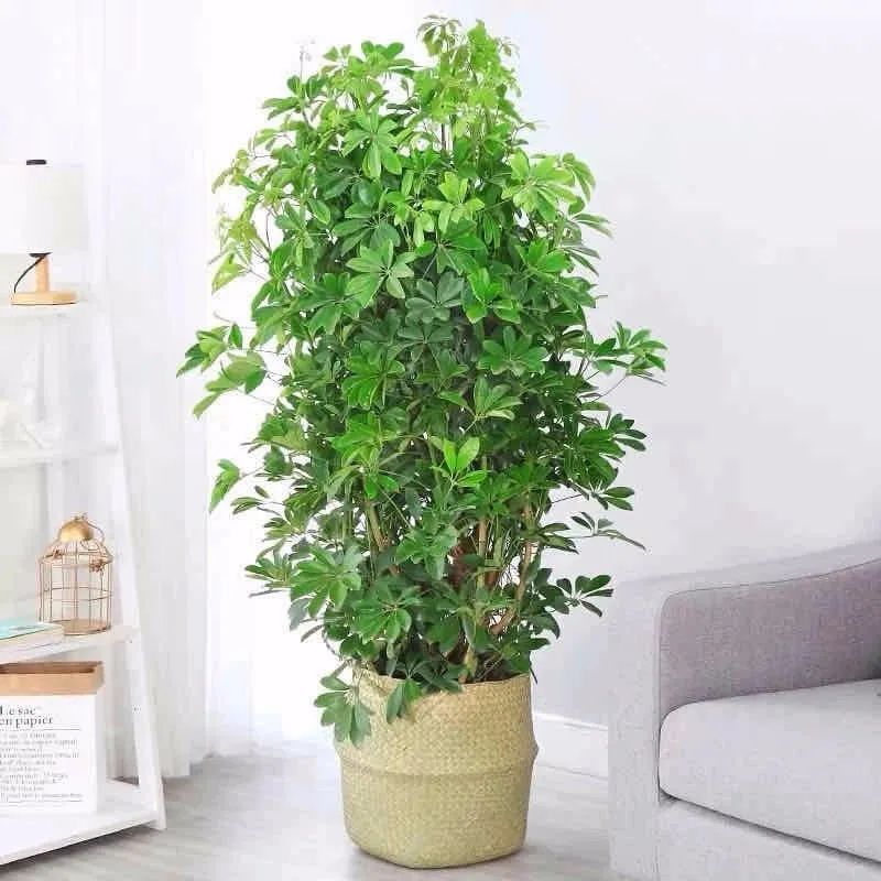 聪明人只爱这3种花卉视频,聪明人都在养的5种花香雪兰