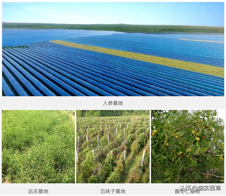 盛实百草药业好不好,盛实百草人参怎么样