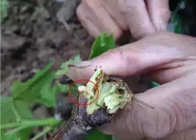 夏黑葡萄各个时间防哪些虫害,葡萄14种常见虫卵图解