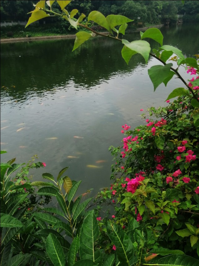 东莞旗峰公园掠影,东莞旗峰公园大体俯视图片